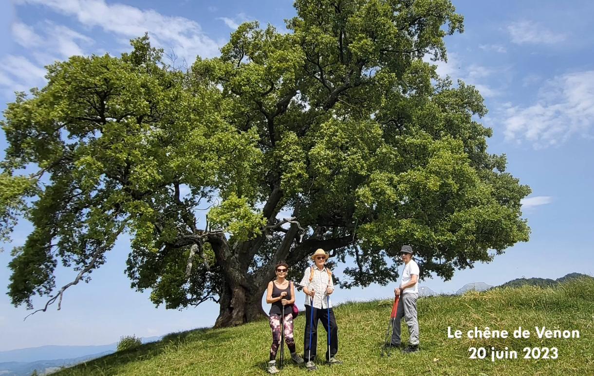 le chêne de Venon